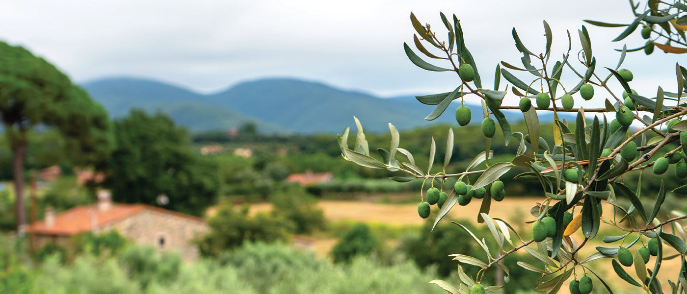 Olivier européen - Olea europaea