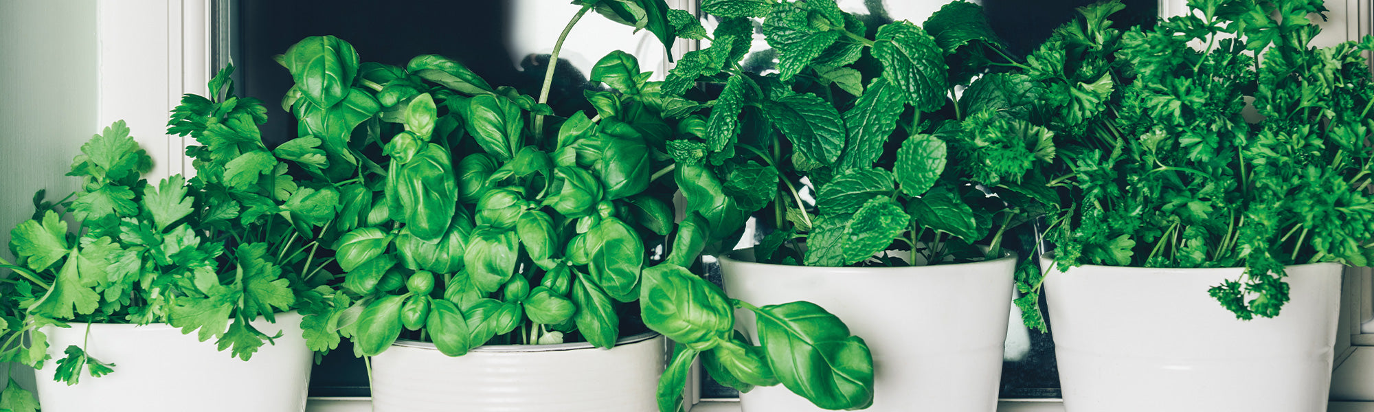 Plants d'aromatiques