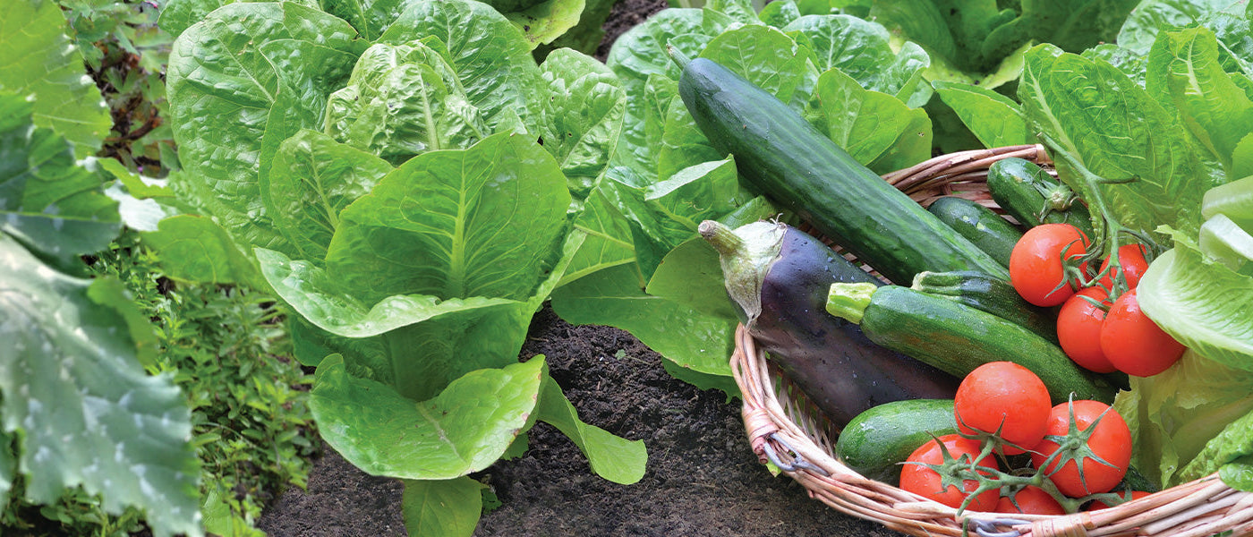 Plants potagers