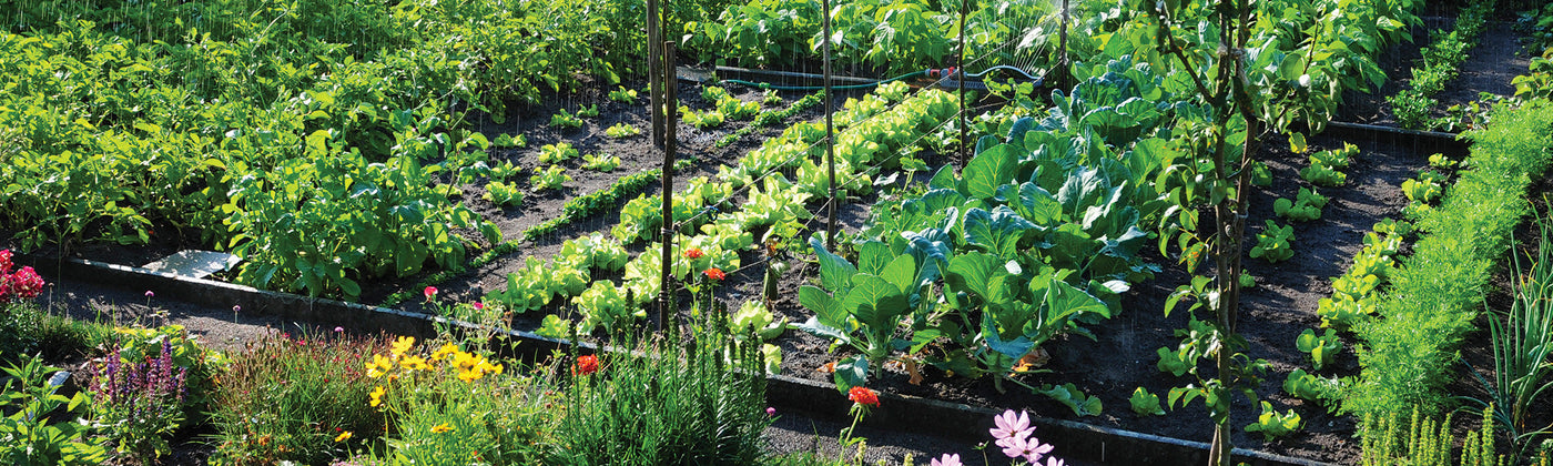 Carré potager facile
