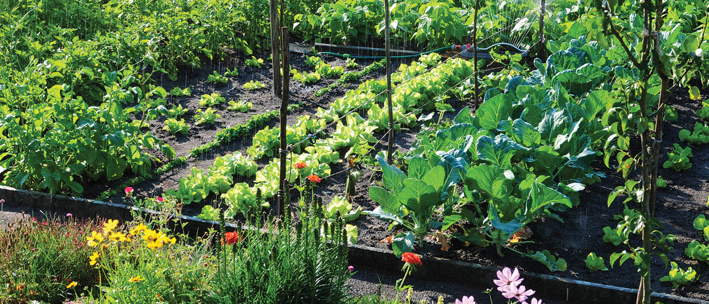 Carré potager facile