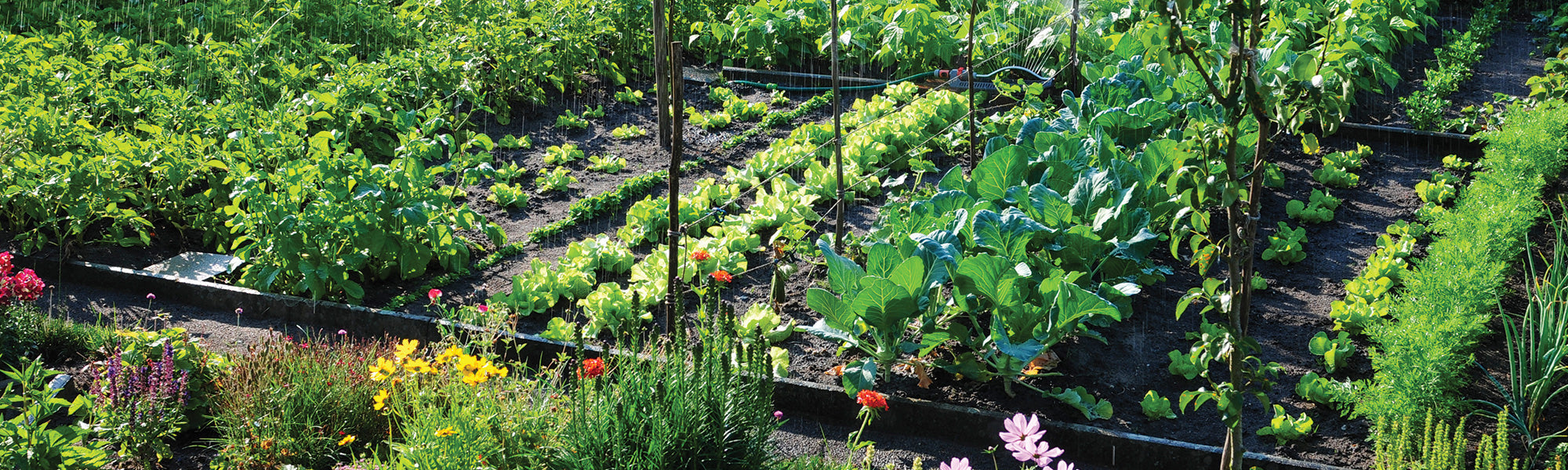 Légumes originaux pour jardinière potager naturel