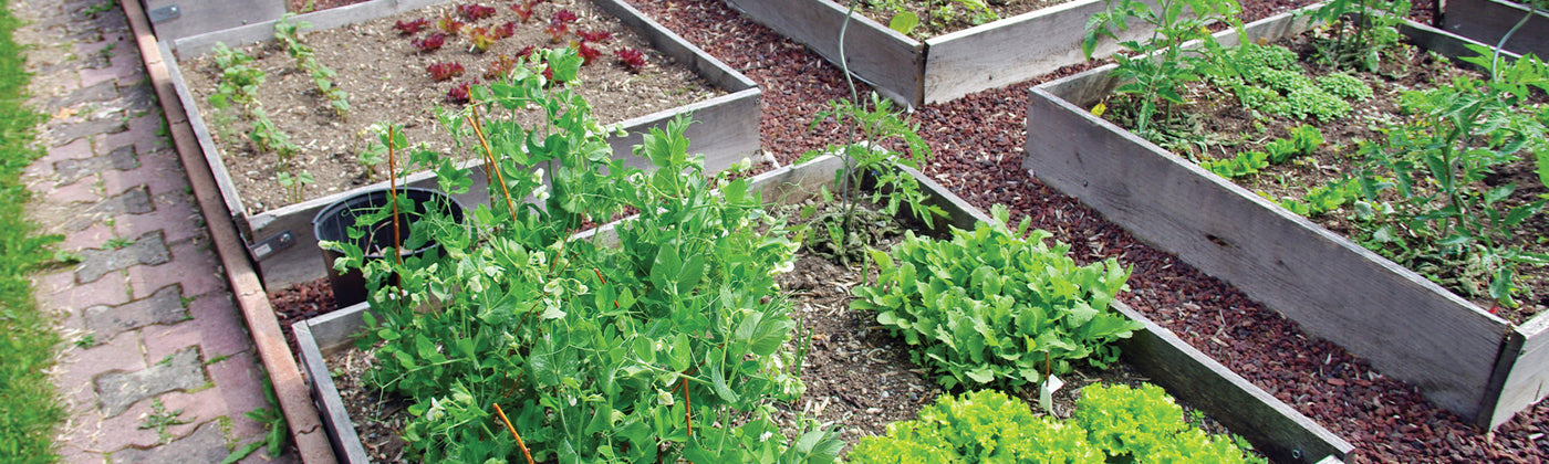 Carrés potager