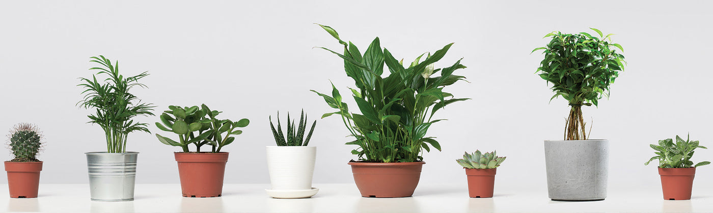 Pots et contenants pour cultiver vos plantes