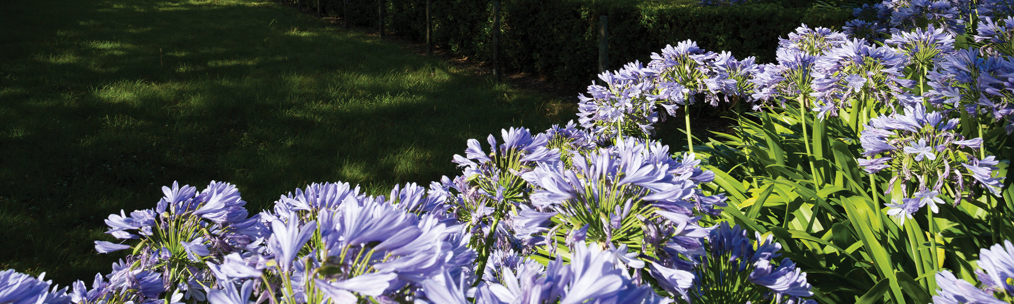 Agapanthes