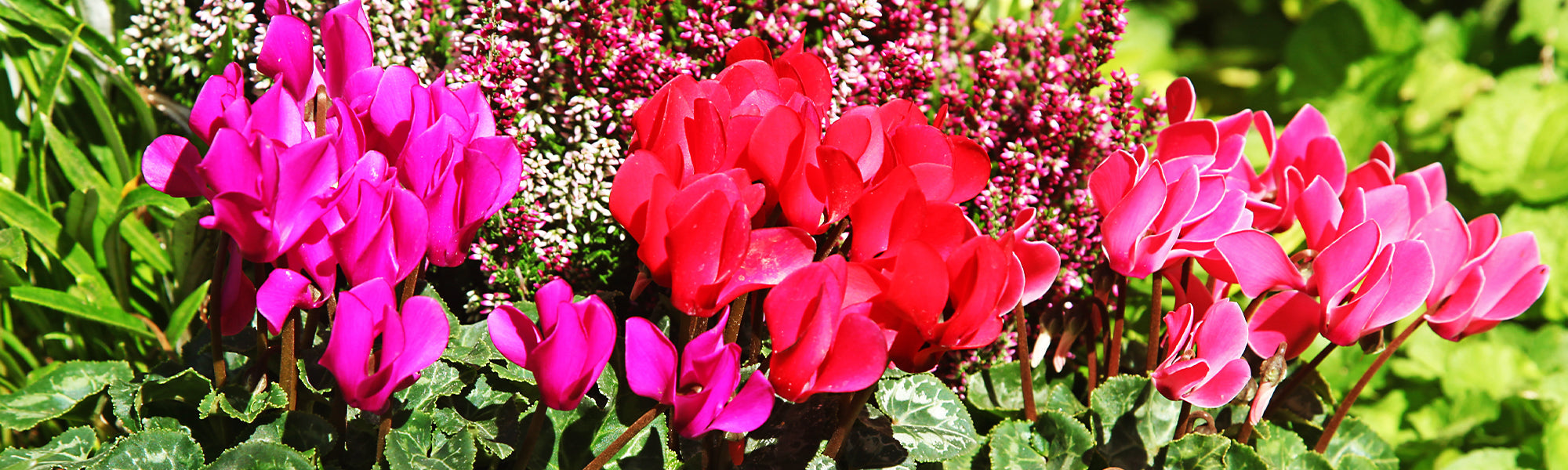 Cyclamen de l'île de Cos - Cyclamen coum