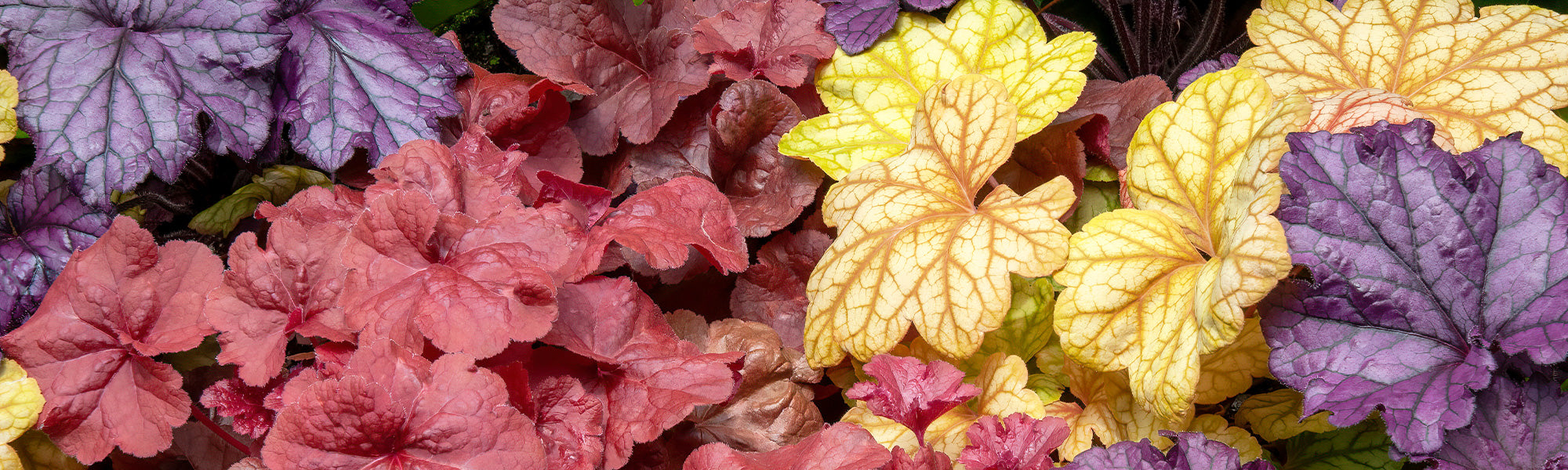 Heuchère cylindrique - Heuchera cylindrica
