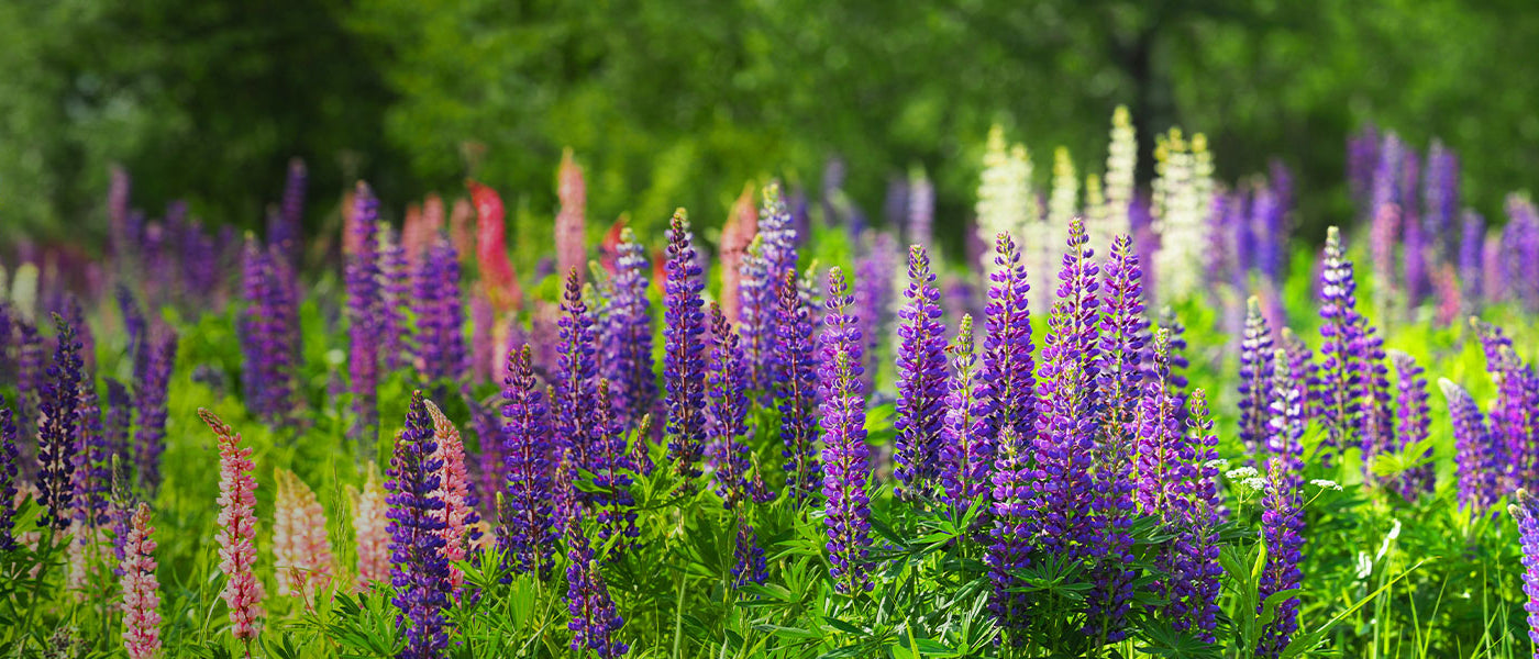 Plantes vivaces pour bouquets