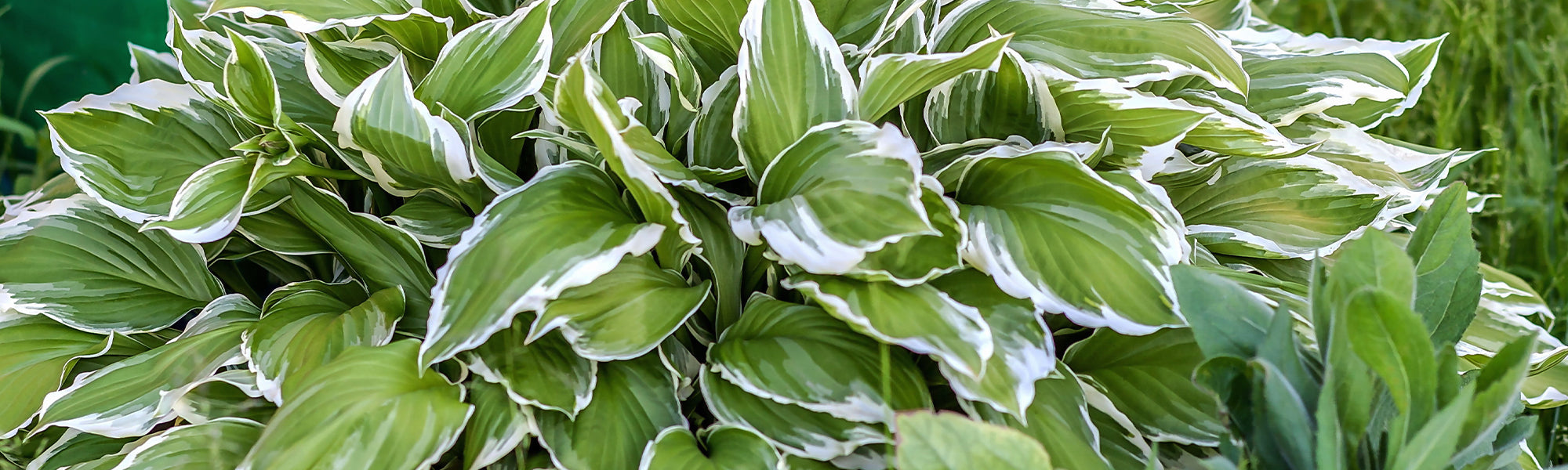 Hosta fortunei