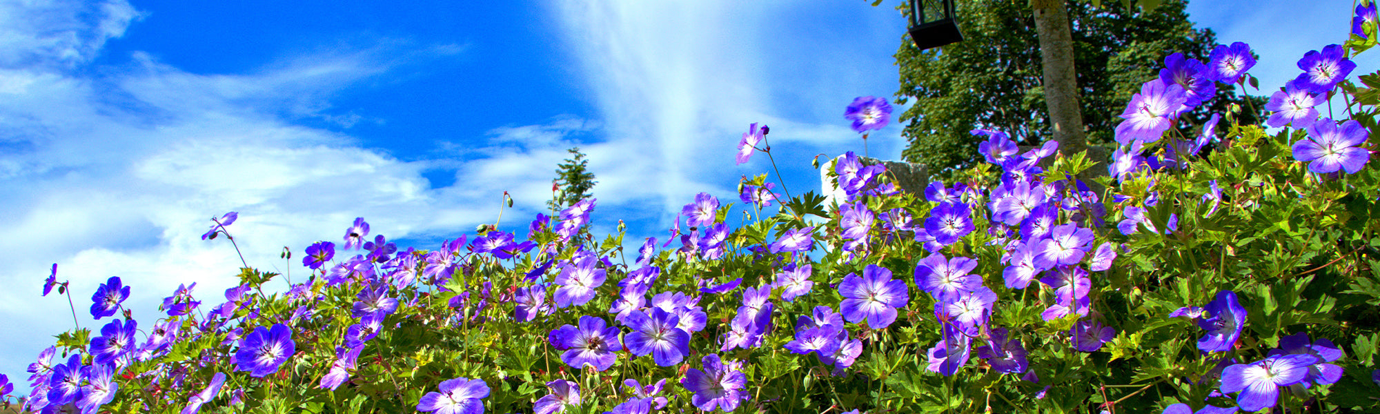 Géranium noueux - Geranium nodosum
