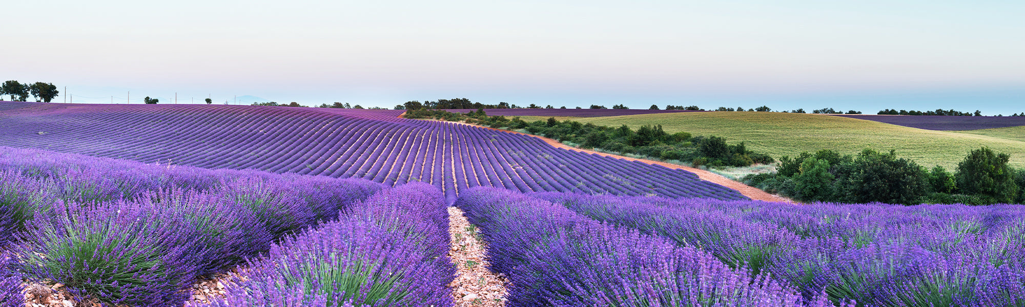 Lavandes
