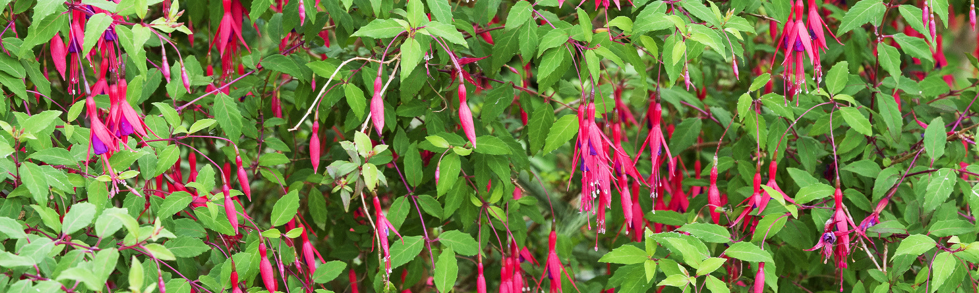 Fuchsia de Magellan - Fuchsia magellanica