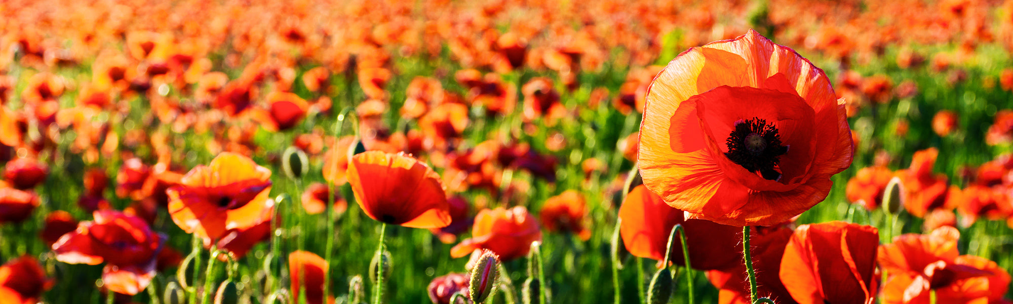 Coquelicot géant Pavot