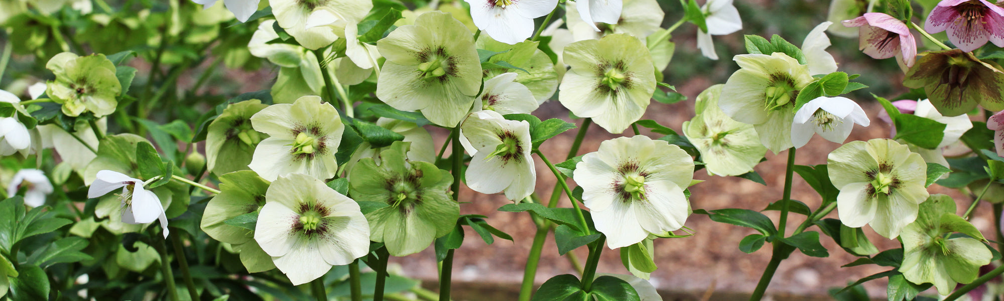 Hellébore oriental - Helleborus orientalis