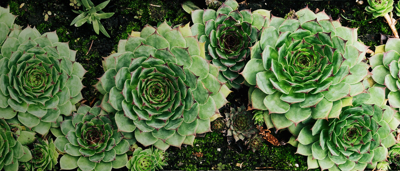 Plantes grasses d'extérieur