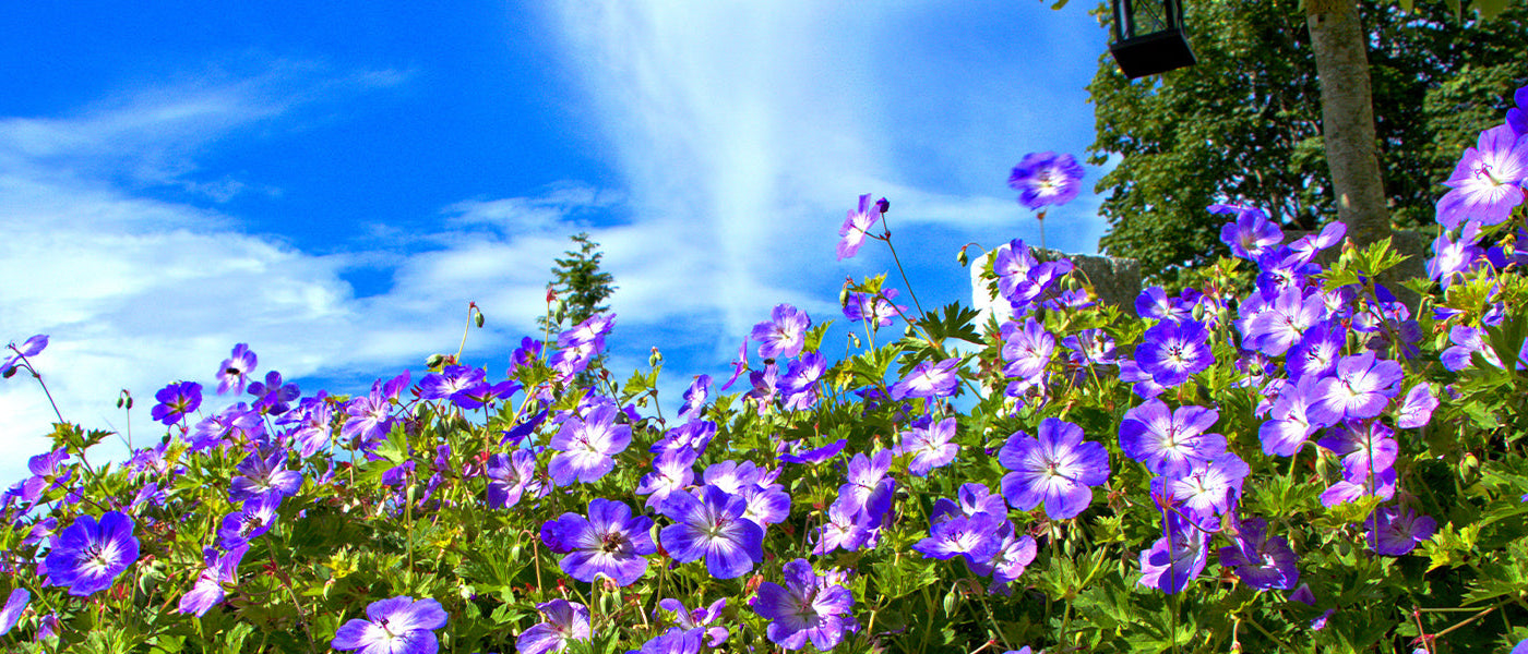 Géranium des prés - Geranium pratense