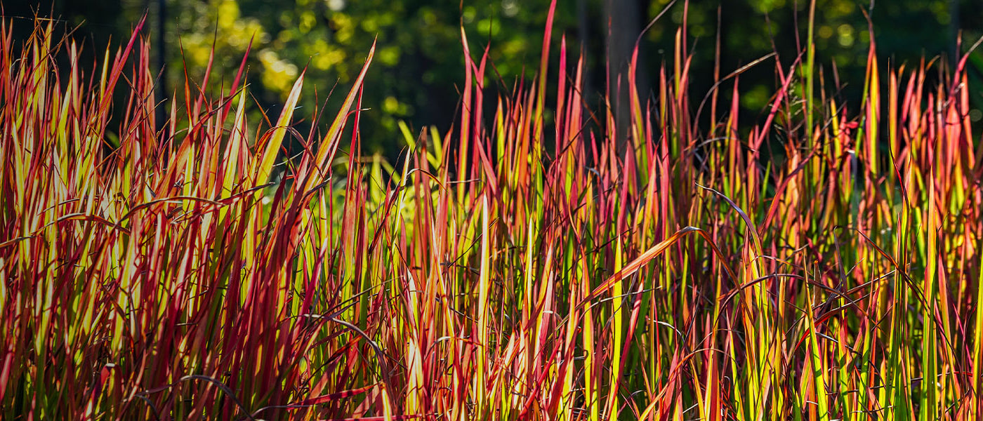 Plantes vivaces vaporeuses