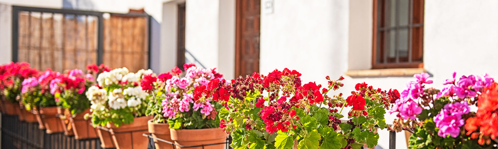 Géranium de balcon