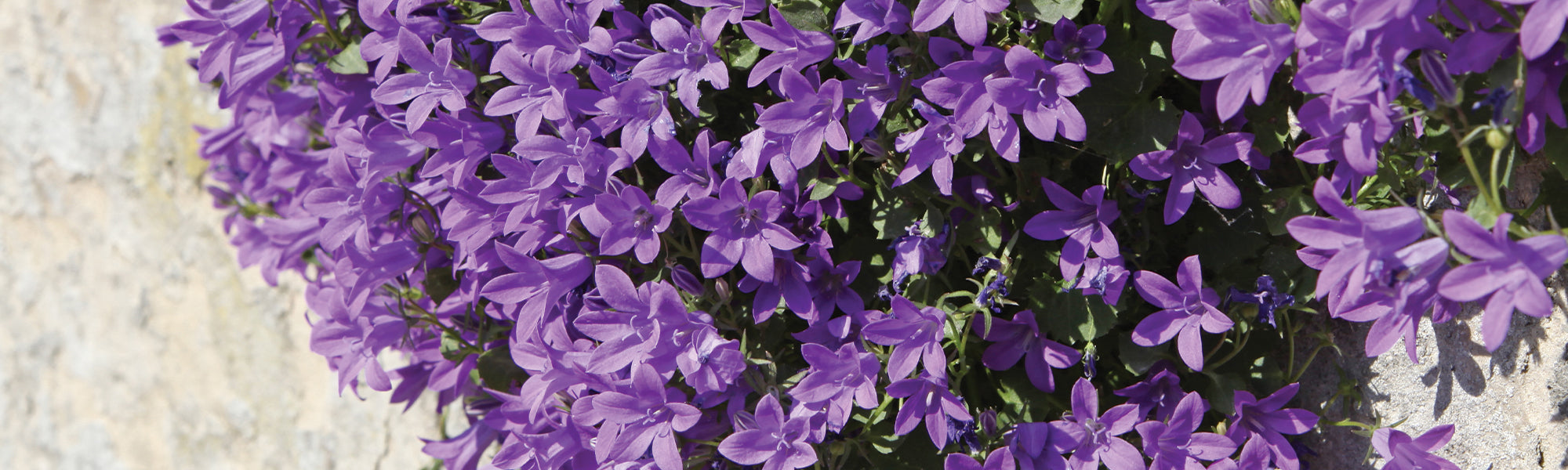 Campanule fausse raiponce - Campanula rapunculoides