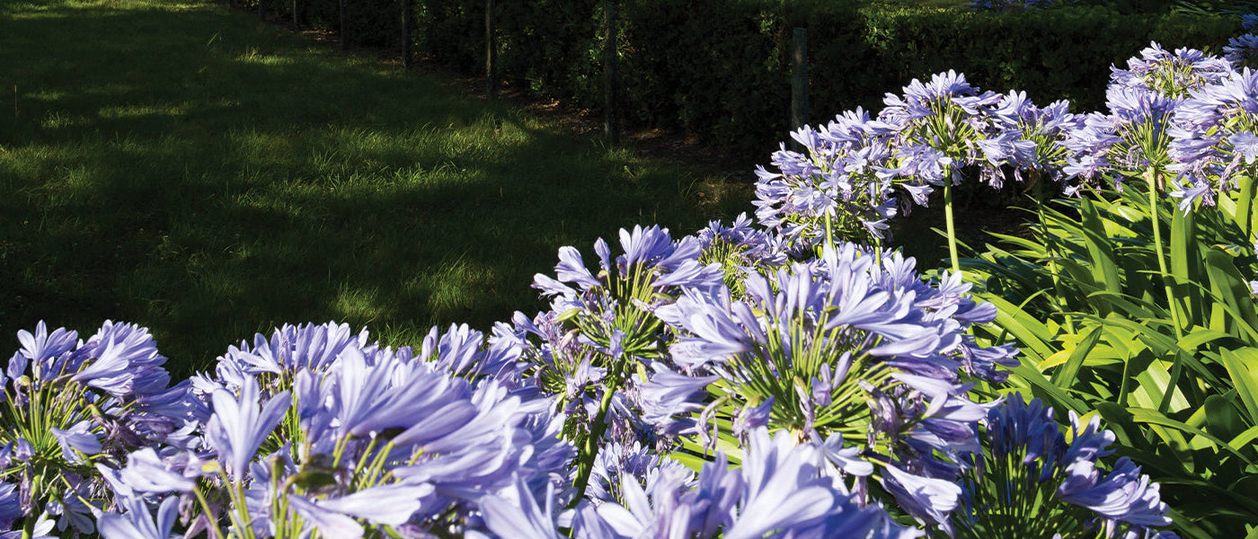 Agapanthes