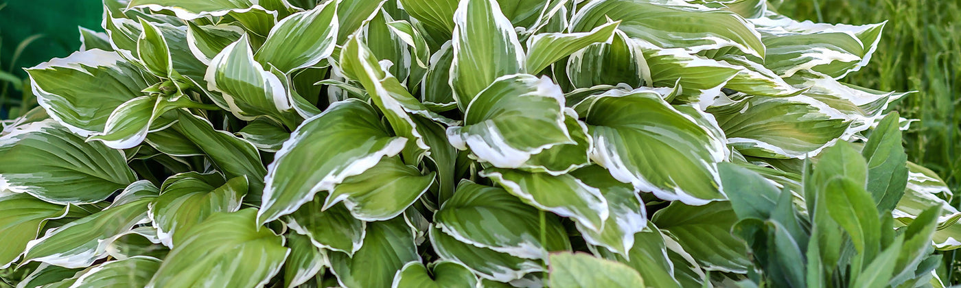 Hosta
