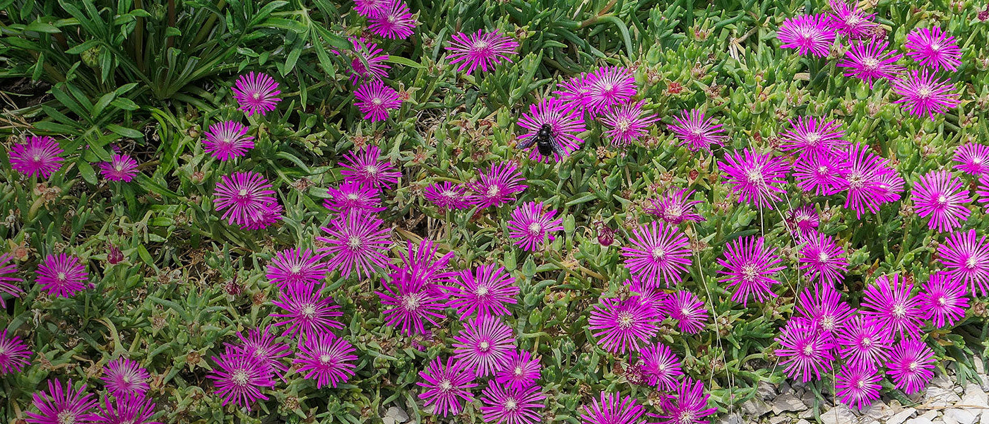 Plantes vivaces à feuillage persistant