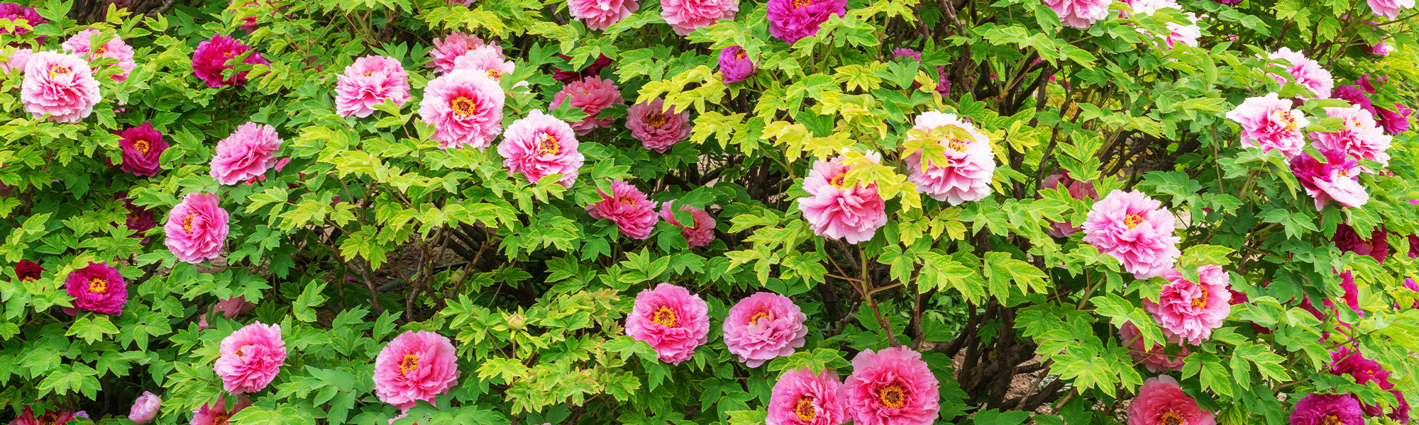 Pivoine lactiflore - Paeonia lactiflora