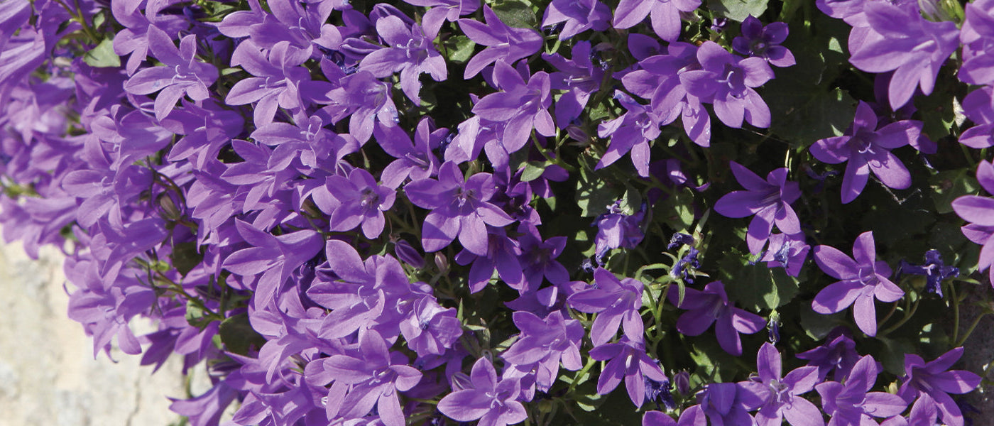 Campanule médium - Campanula medium