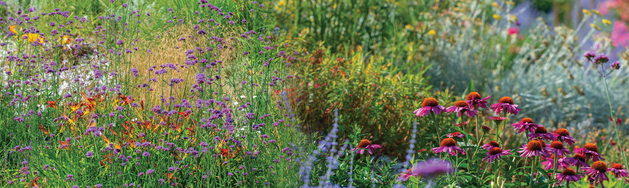 Herbe aux écouvillons - Pennisetum