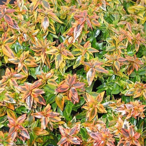 Abelia grandiflora 'kaleidoscope' (r) - Abélia grandiflora Kaleidoscope® - 