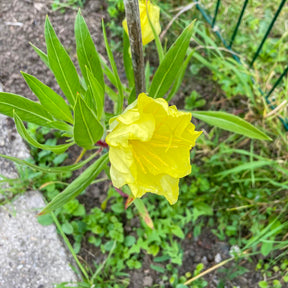 Oenanthe - 2 Oenothères à grandes fleurs - Onagre - Oenothera macrocarpa