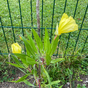 Oenothera macrocarpa - 2 Oenothères à grandes fleurs - Onagre - Oenanthe