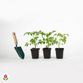 3 Plants Tomate Marmande