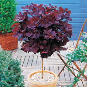 Arbre à perruque pourpre Royal Purple sur tige - Cotinus coggygria royal purple