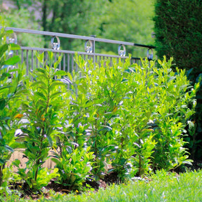 Vente Laurier cerise - Prunus laurocerasus Caucasica