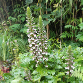 Acanthe molle - Willemse