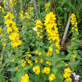 3 Lysimaques ponctuées - Lysimachia punctata - Willemse