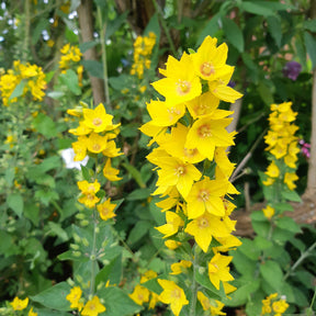 Lysimachia punctata - 3 Lysimaques ponctuées - Lysimaque