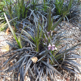 Vente Ophiopogon noir Niger - Ophiopogon planiscapus Niger