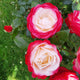 Rosier buisson Nostalgie ® - Willemse