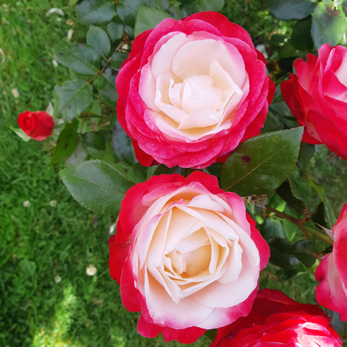 Collection de 3 Rosiers sans entretien - Willemse