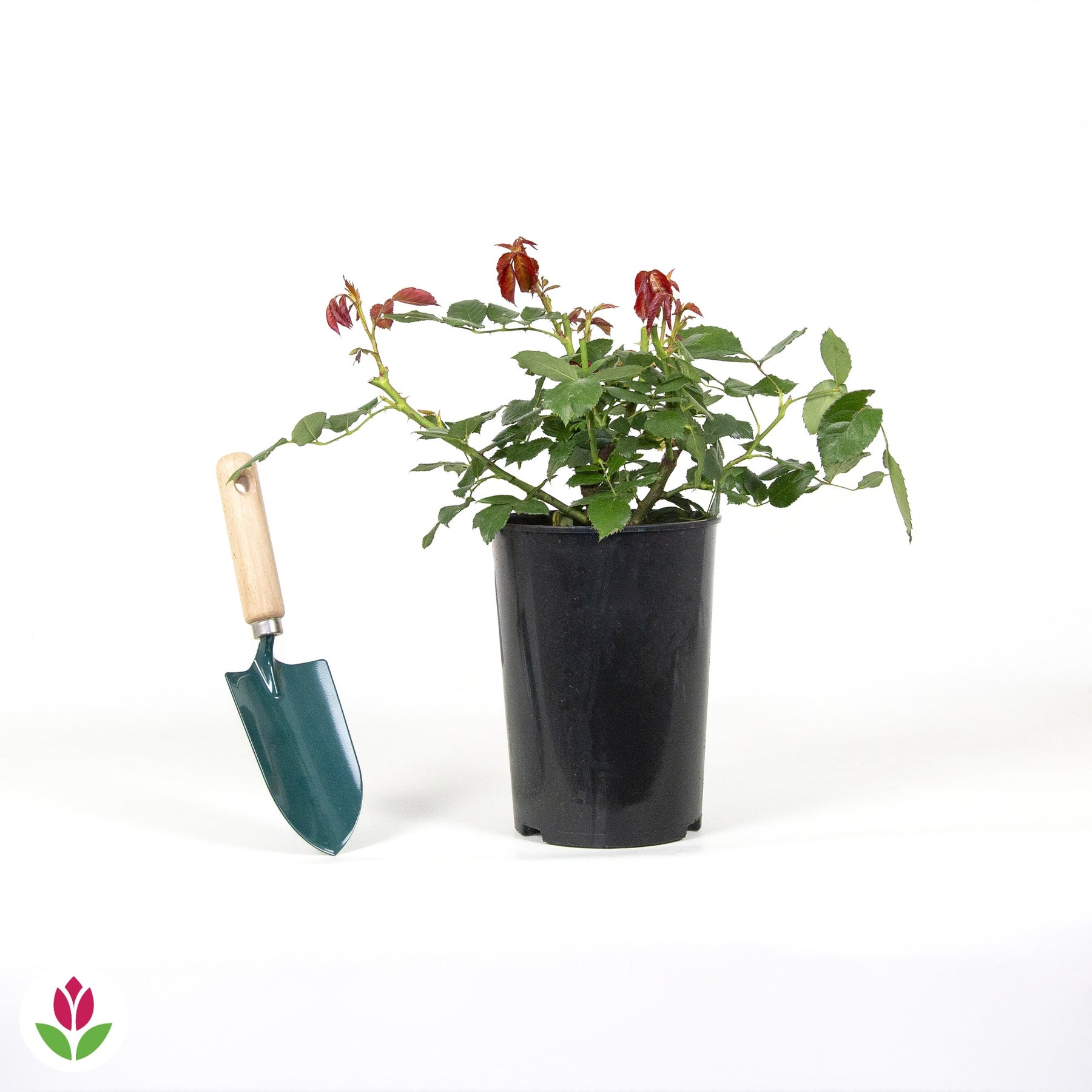Pot / 4L / Hoogte 15-40cm