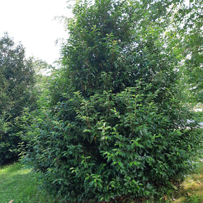 Lauriers - Laurier du Portugal - Prunus lusitanica