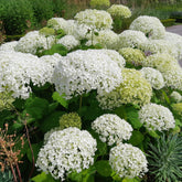 Hortensia Strong Annabelle - Willemse