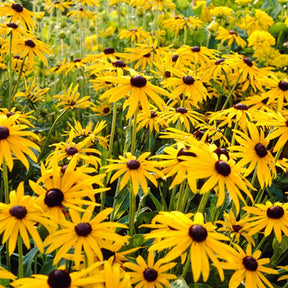 Rudbeckia fulgida Goldsturm - Rudbeckia Goldsturm - Rudbeckia