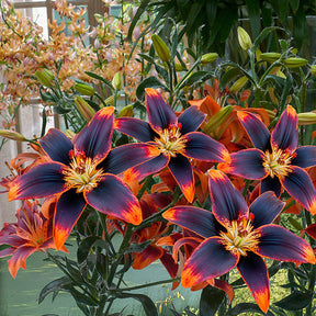 Lilium Forever Susan - 5 Lis asiatique Forever Susan - Lis - Lys