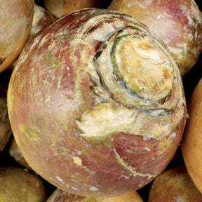 Brassica napus champion - Chou rutabaga Champion jaune à collet rouge - Choux