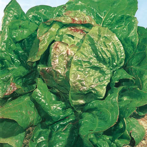Lactuca sativa verpia (obt. clause) - Laitue pommée Verpia - Laitue