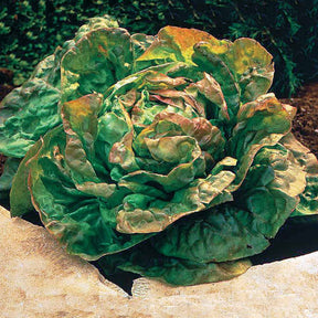 Laitue pommée De Trémont - Lactuca sativa de trémont (passion rosée) - Willemse