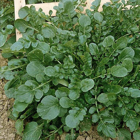 Cresson de jardin - Barbarea praecox - Graines de fruits et légumes